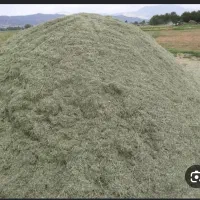 علف کماو ولو