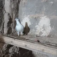 کفتر بدرنگ