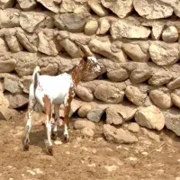 خال و ارتشی|حیوانات مزرعه|بانه, |دیوار