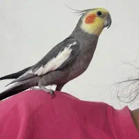 عروس هلندی گمشده