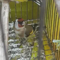 سهره چونه سفیدنر خاص|پرنده|پارس‌آباد, |دیوار