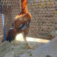 لاری اصیل|حیوانات مزرعه|نقده, |دیوار