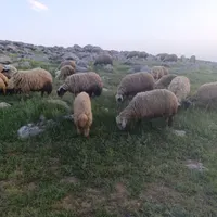 نیازمند چوپان و آشنا به کار دامداری کرمانشاه