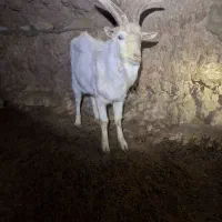 فروش نر بز سانن|حیوانات مزرعه|تربتحیدریه, ۴۵ متری|دیوار