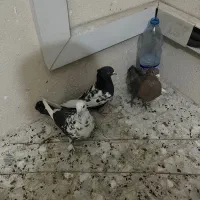 ۳تا گرفتنی پرشی خوب|پرنده|شیراز, شهرک مفتح|دیوار