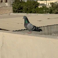 کفتر|پرنده|بندرعباس, |دیوار