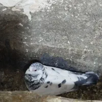 کبوتر بی کاکول|پرنده|سنندج, |دیوار