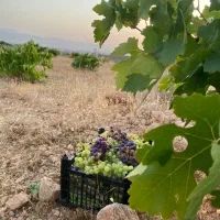 زمین باغ شهری کوی سپیدار با قیمت استثنایی