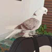 نردوبالی کاکل پاجغدی