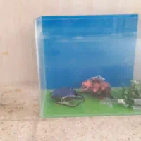 شیشه خم اکواریوم