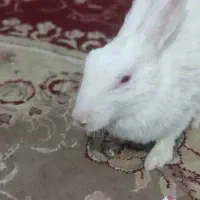 خرگوش