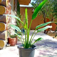 گل نخل مسافر نیکولای یا پرنده بهشتی درخت مسافر|گل و گیاه طبیعی|اصفهان, حسین‌آباد|دیوار