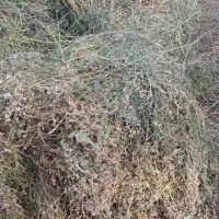 یونجه چین دوم