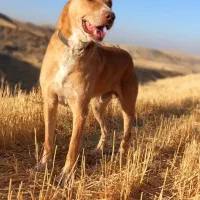 واگزاری سگ نگهبان