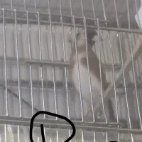 سهره متولد  قفس زیر دهن ایوب رحمتی