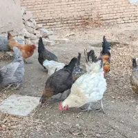 مرغ محلی گلین|حیوانات مزرعه|سامن, |دیوار