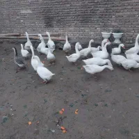 قوقاز|حیوانات مزرعه|سلماس, |دیوار