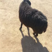 شیشک دودندان|حیوانات مزرعه|عطاملک, |دیوار