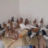 سلام دوستان 40عدد کله و 7عدد ساده