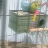 700 هزارتومن