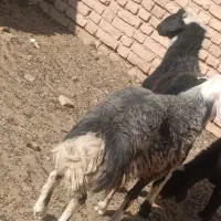 بره قوچی|حیوانات مزرعه|زاوه, |دیوار