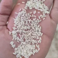 برنج عنبر بو درجه یک