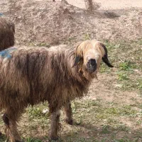 میش روزگاری|حیوانات مزرعه|گتوند, |دیوار