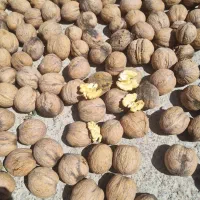 گردو درجه یک پوست کاغذی مغز سفید