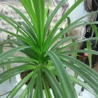 گل طبیعی پاندانوس و گلدان بزرگ