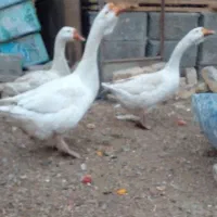 قو غاز  اوکراینی  معاوضه با قناری