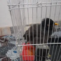 مرغ مینا سخنگو