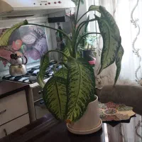 گل دیفن باخیا|گل و گیاه طبیعی|تهران, افسریه جنوبی|دیوار