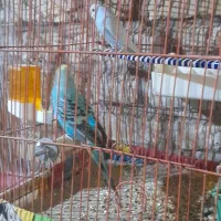 مرغ عشق وعروس هلندی|پرنده|یزد, |دیوار