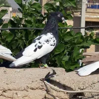 کبوتر نر سینه سیاه|پرنده|حمیدیه, |دیوار