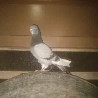 گمشده پیرانشهر کونه خانه|حیوانات|مهاباد (آذربایجان غربی), |دیوار