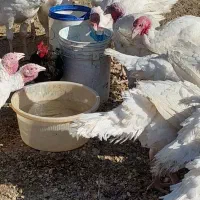 بوقلمون گوشتی|حیوانات مزرعه|سلطانیه, |دیوار