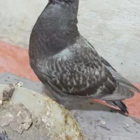 جوجه سینه|پرنده|قم, شهر قائم|دیوار