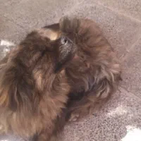 سگ پا کوتاه پیکینیز امپریال