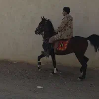 اسب کره ۲سال