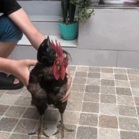 مرغ و خروس