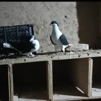 یک جفت خوشرنگ فروشی