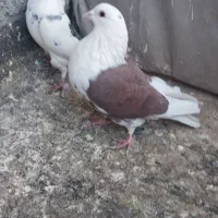 کبوتر پشت گراف المانی|پرنده|مشهد, نیزه|دیوار