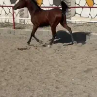 فروش چند راس کره شجره دار