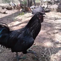 خروس مشکی ایام سمانی