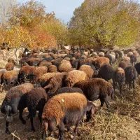 گوسفند|حیوانات مزرعه|ماهنشان, |دیوار