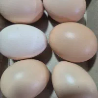 تخم مرغ محلی زیباشهر