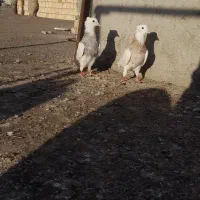 ‌‌‌‌فروشی