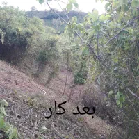 خدمات باغبانی علفتراشی|خدمات باغبانی و درختکاری|رودسر, |دیوار