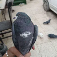 کفتر|پرنده|کرمان, |دیوار