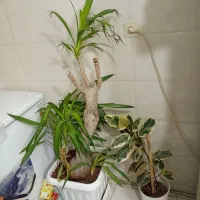 گل و گلدون آپارتمانی